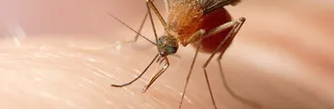 Algunas recomendaciones ante inusual plaga de zancudos en el Gran Concepción