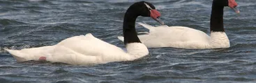 Influenza aviar: SAG confirmó primer caso en aves silvestres en la Región del Biobío