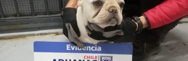 Lesa animalidad