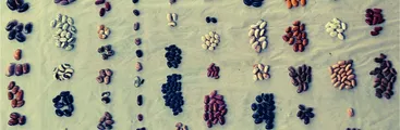 Declaración acerca de la propuesta de resolución del SAG sobre comercialización de semillas