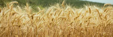 El SAG y las “Nuevas Técnicas de Fitomejoramiento”: ciudadanía alerta que permiten el cultivo desregulado de transgénicos en Chile