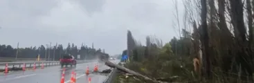 Trabajador muere por caída de árbol mientras despejaba ruta en Negrete