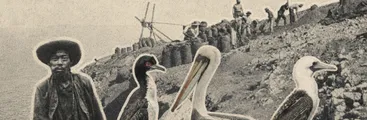 Aves guaneras: una historia de riqueza y explotación