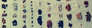 Declaración acerca de la propuesta de resolución del SAG sobre comercialización de semillas