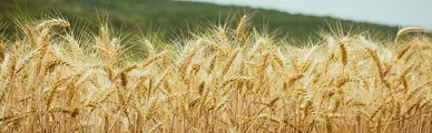 El SAG y las “Nuevas Técnicas de Fitomejoramiento”: ciudadanía alerta que permiten el cultivo desregulado de transgénicos en Chile