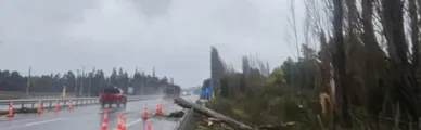 Trabajador muere por caída de árbol mientras despejaba ruta en Negrete
