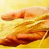 Monopolio en la agricultura mundial: El adiós al conocimiento ancestral y la exclusión de los más pobres