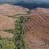 Diario Digital Resumen lanzará nuevas microcápsulas y reportajes sobre impactos de los monocultivos forestales en el Biobío durante noviembre