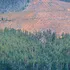 El ambicioso plan de expansión forestal que amenaza Chile: 1 millón más de hectáreas de pino y eucalipto