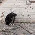 Creadores de Penco lanzan plataforma digital para buscar animales extraviados en Biobío y Ñuble tras los incendios