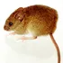 Aumenta preocupación por crisis sanitaria ante riesgo de Hantavirus tras los megaincendios en el Biobío