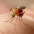 Algunas recomendaciones ante inusual plaga de zancudos en el Gran Concepción