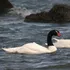 Influenza aviar: SAG confirmó primer caso en aves silvestres en la Región del Biobío