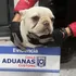Lesa animalidad