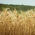 El SAG y las “Nuevas Técnicas de Fitomejoramiento”: ciudadanía alerta que permiten el cultivo desregulado de transgénicos en Chile