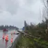Trabajador muere por caída de árbol mientras despejaba ruta en Negrete