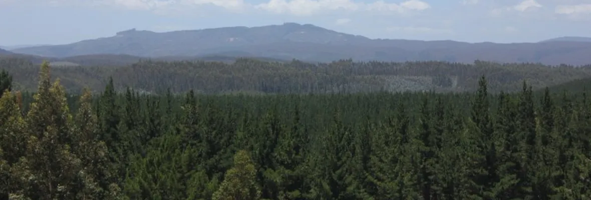 Estudio confirma el impacto negativo de la industria forestal