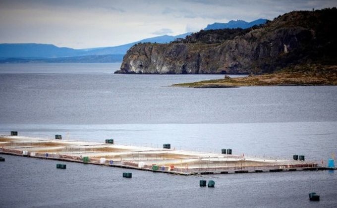 Confirman daño estructural jaula de cosecha: nueva fuga de salmones en Región de Los Lagos