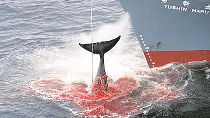 Caza de ballenas