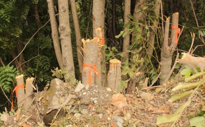 Denuncian tala de bosque nativo en Caramávida, comuna de Los Álamos