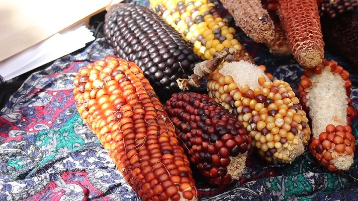Soberanía alimentaria