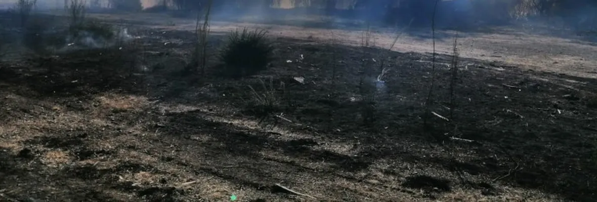 Incendio forestal afectó bosque nativo en la comuna de Arauco