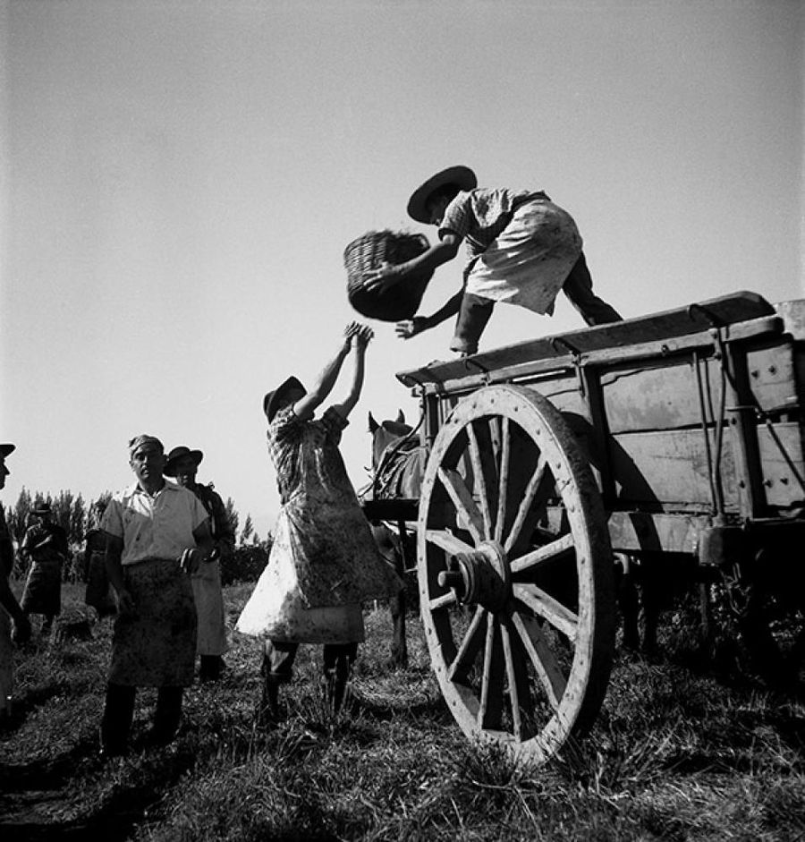 El Rostro de Chile Antonio Quintana, Cosecha de uvas, Región del Libertador General Bernardo O'Higgins, 1960