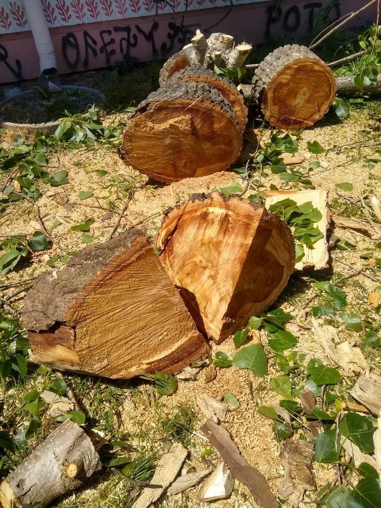tala de árboles paicavi 