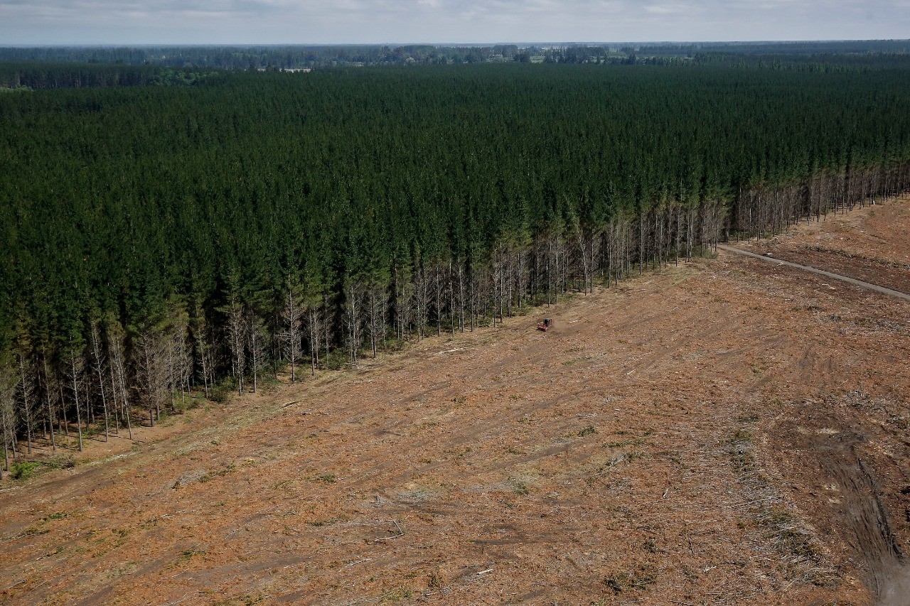 hectáreas Forestal Arauco robo madera