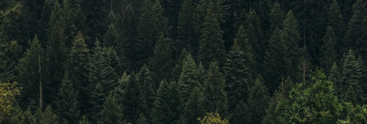 Árboles transgénicos: No son solución al cambio climático