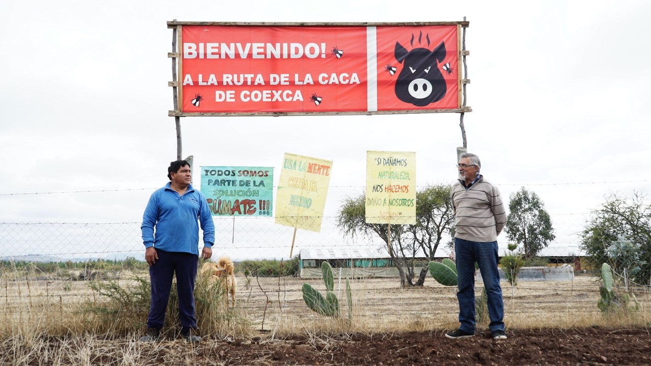 Constitución ganadera