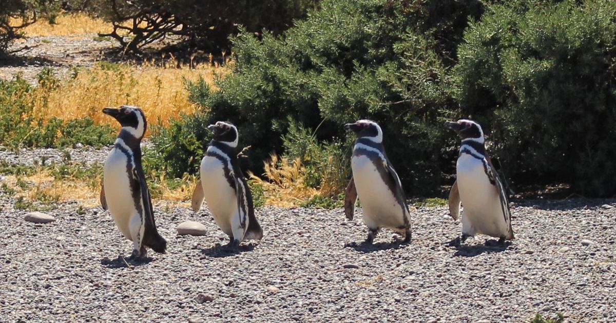 Estudio revela muertes en masa de pingüinos magallánicos durante ola de calor en Argentina