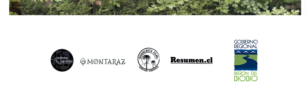 "Wallpen": Lanzarán tráiler de documental sobre el único santuario de la naturaleza en el Gran Concepción