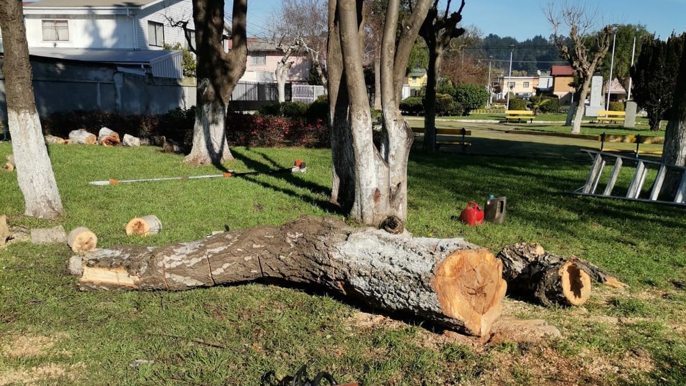 A dos días de la indiscriminada tala de árboles en Las Higueras municipio  de Talcahuano aún no entrega informe técnico exigido por vecinos/as |  Resumen.cl