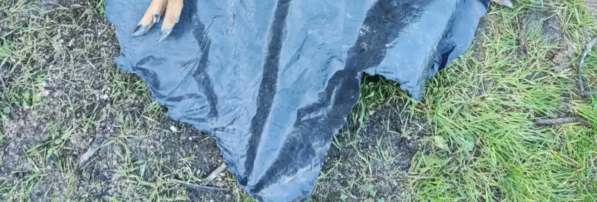 Pudú muere tras ataque de perro en las cercanías del Parque Nacional Nonguén