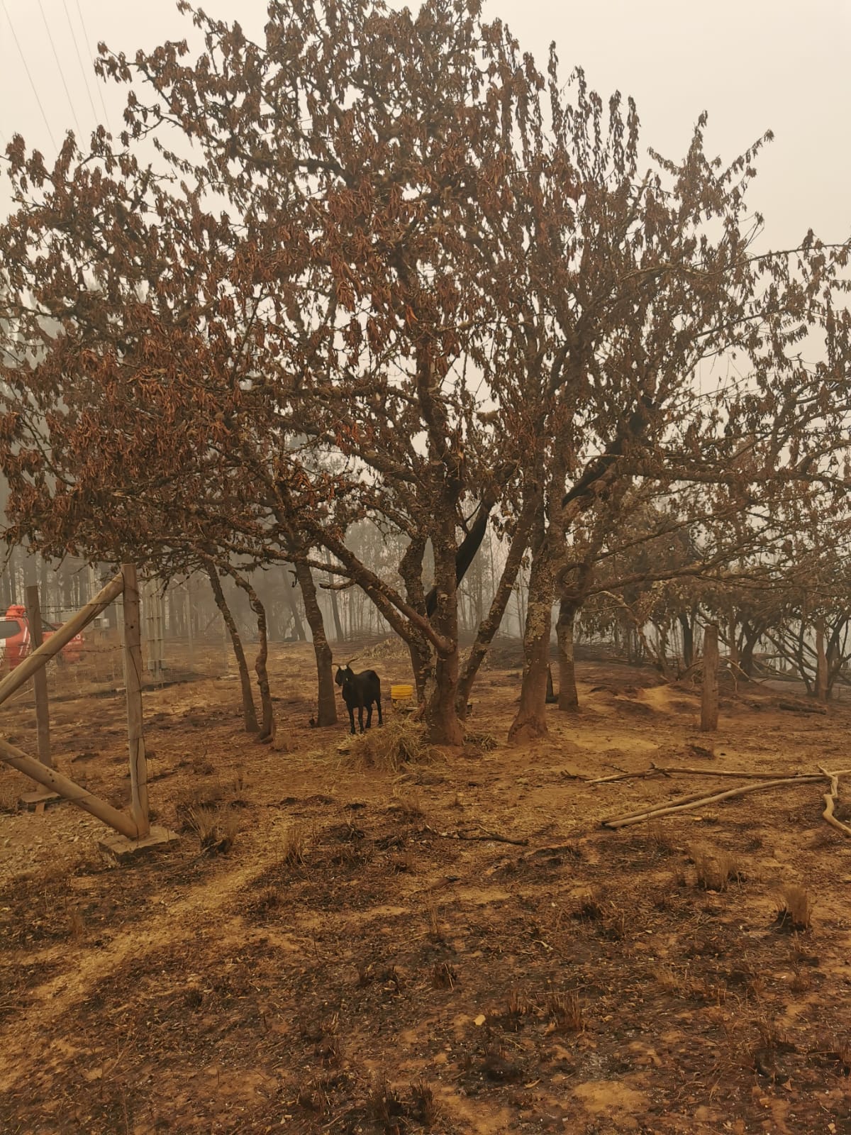 Incendio en Santa Juana: Fotografías de Jorge Espinoza Lagos
