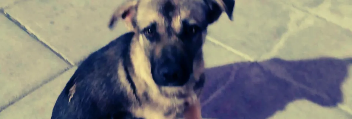 Carabinero disparó y mató a perro callejero en inmediaciones de Cesfam