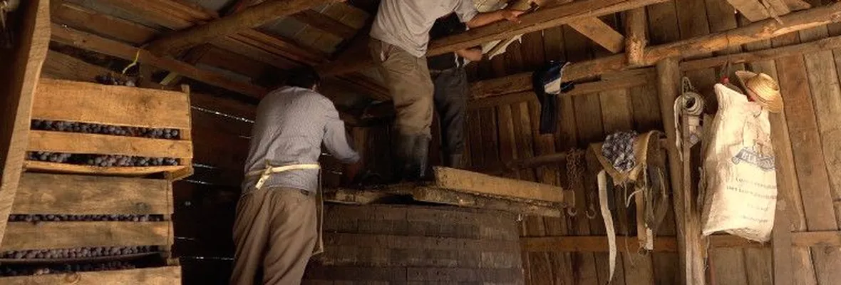 Otro golpe a la vitivinicultura local: el SAG decreta que el Pipeño ya no es vino